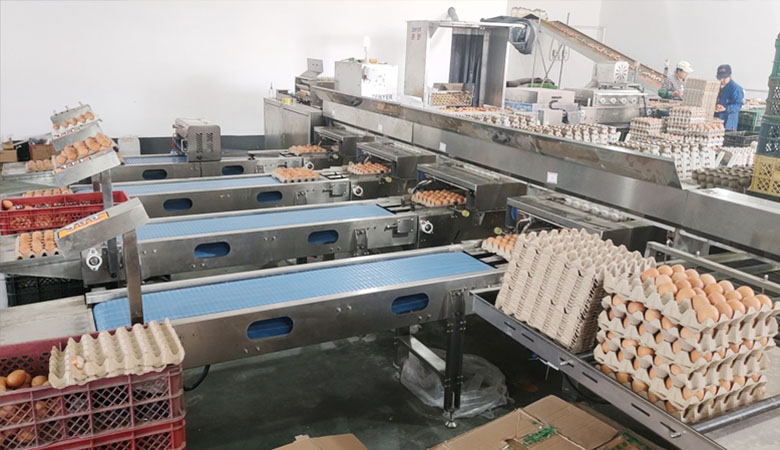好星来自动化蛋品集蛋清洗分拣流水线