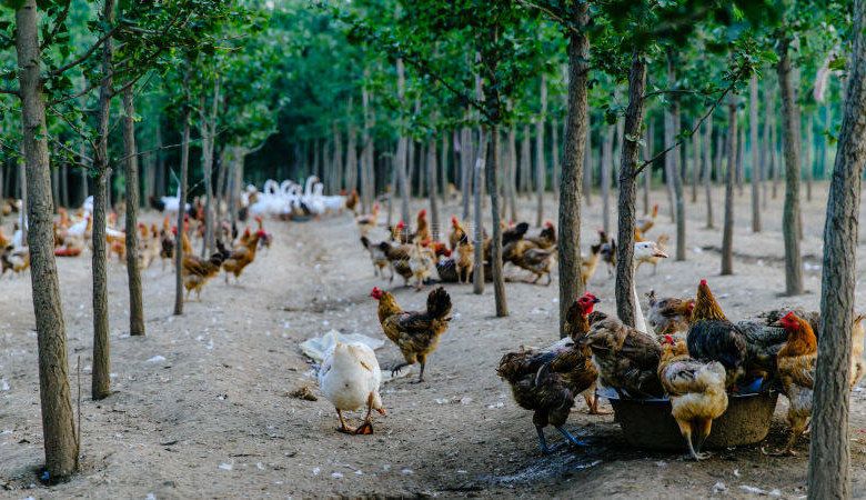 好星来种养结合生态园