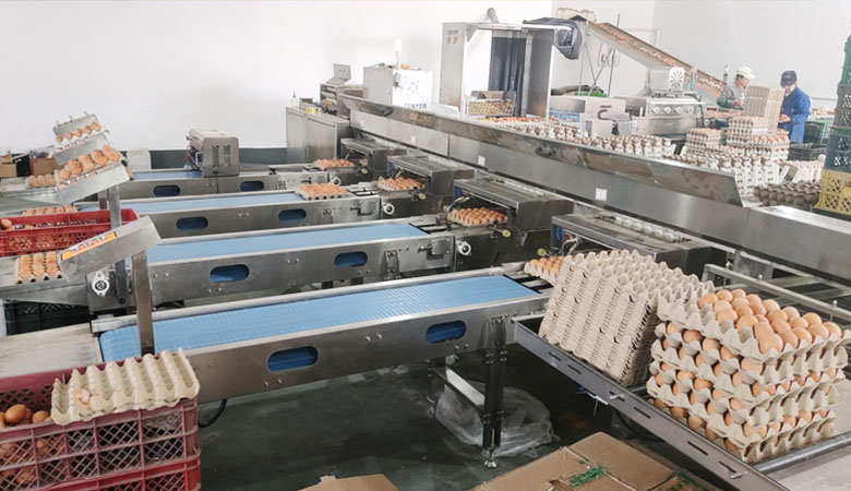 好星来自动化蛋品集蛋清洗分拣流水线